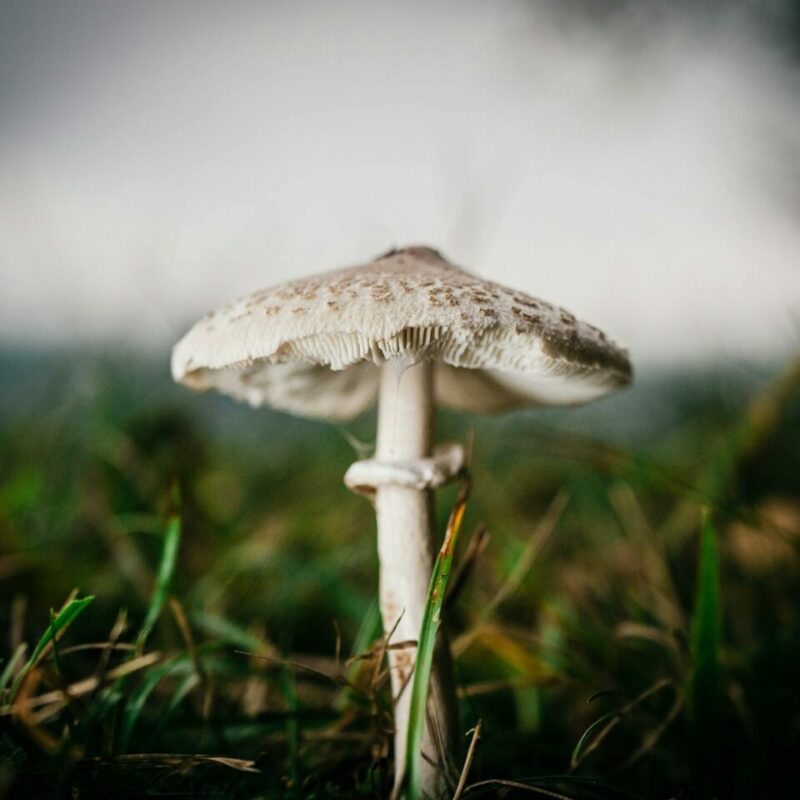 White Monster | Magic Mushroom Toronto Canada