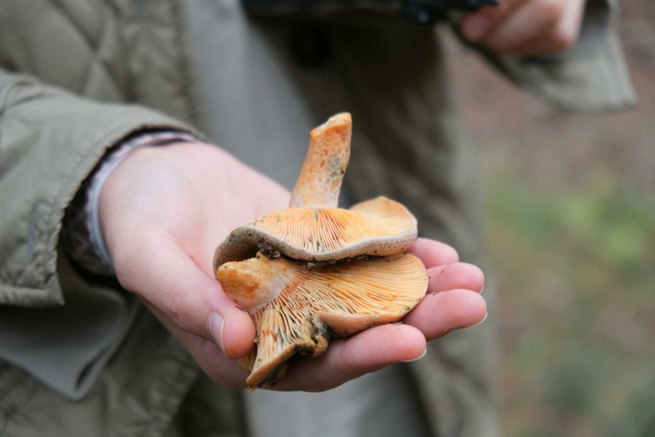 Why Apex Strain Mushrooms Will Always Be a Part of My Self-Care Regime