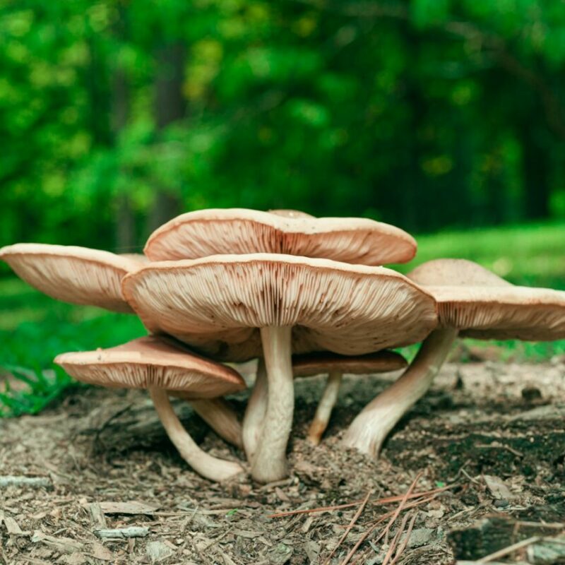 Big Daddy Mushroom | Magic Mushroom Toronto Canada