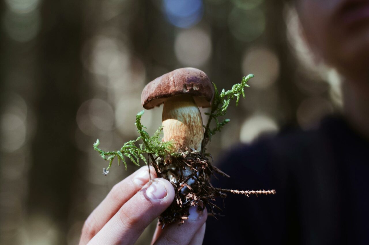 Order Psilocybin Online? A Retiree Reflects on Wishing to Have Used Shrooms 45 Years Earlier