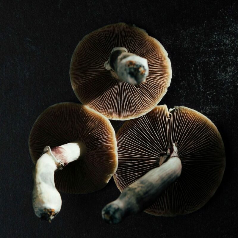 Magic Mushroom Canada | Magic Mushroom Toronto Canada