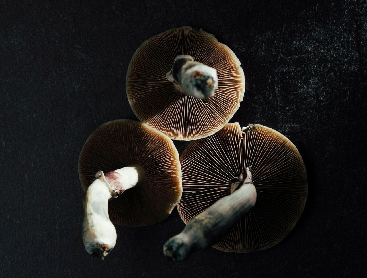 Canada’s Magic Mushroom Experts – Why Natural Psilocybin Impacts More Intensely Than Its Laboratory-Created Counterpart
