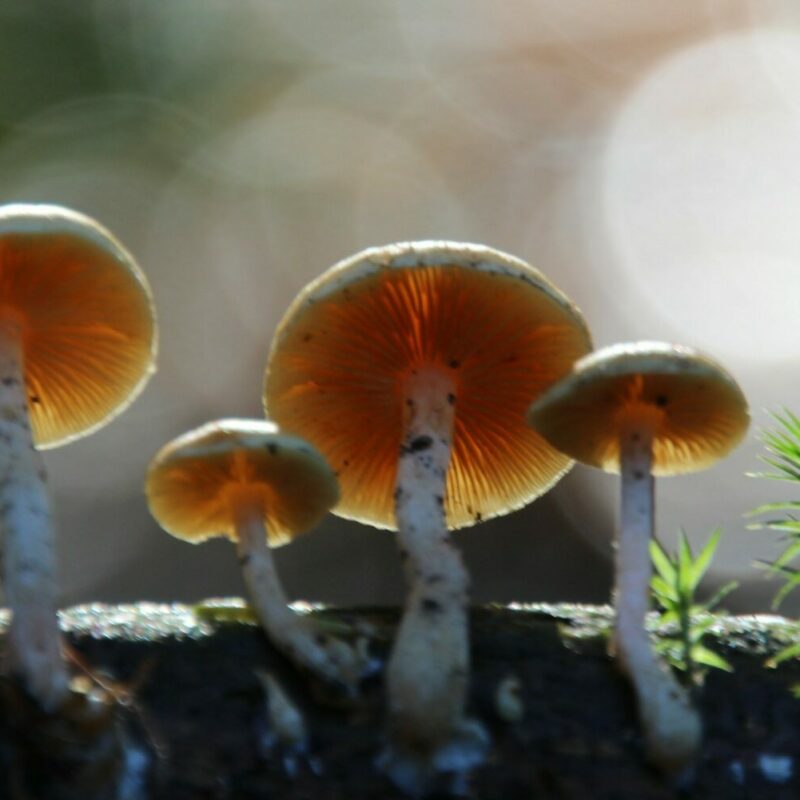 Magic Mushroom Delivery | Magic Mushroom Toronto Canada