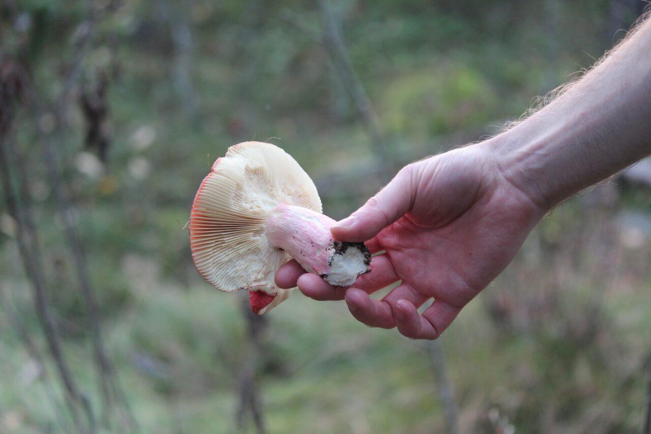 Magic Mushroom Delivery Aids Recovery in Paralyzed Mountain Athletes