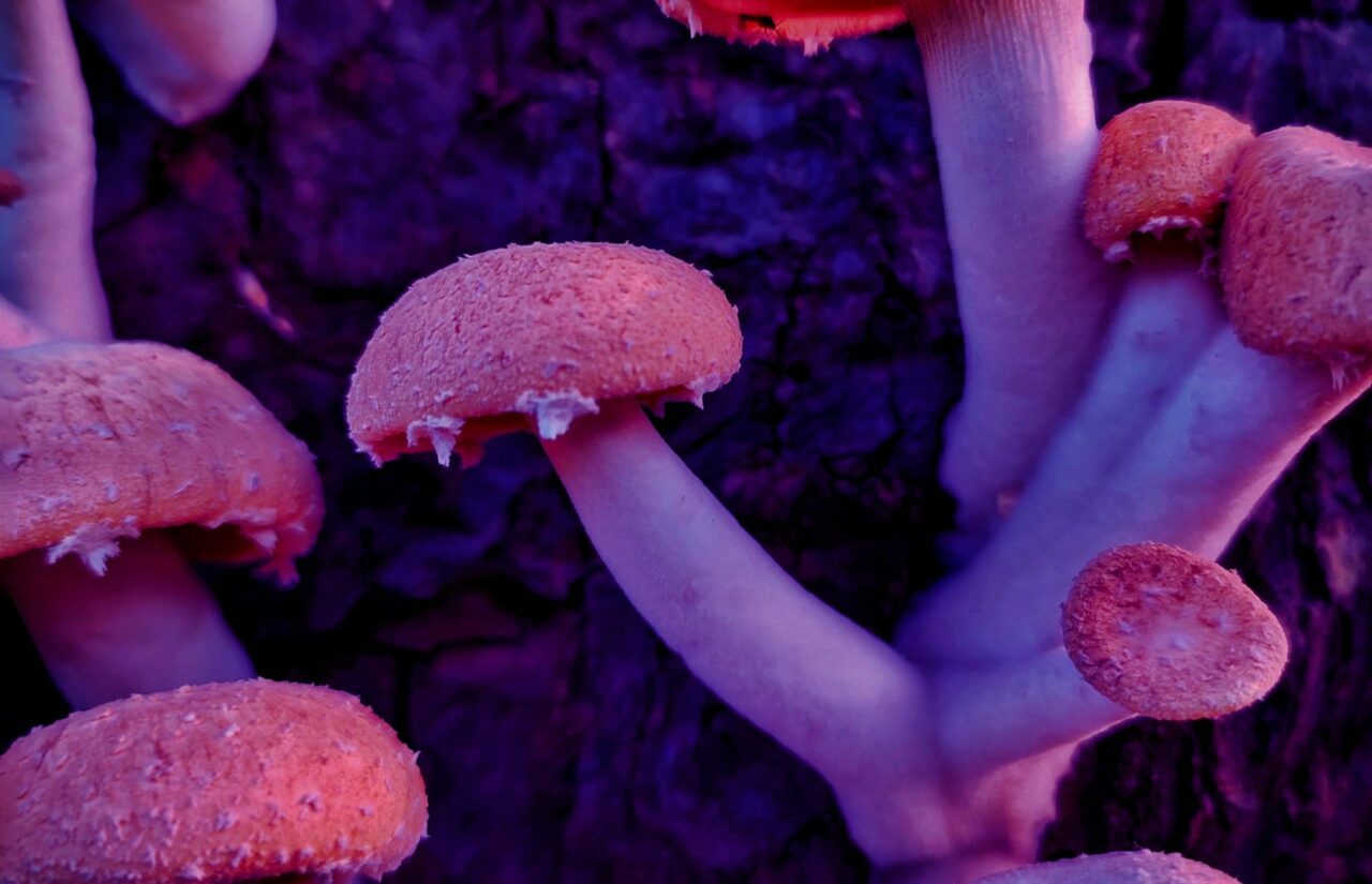 How a Mushroom Dispensary’s Psilocybin Could Help Reconfigure Minds Burdened by HIV-Related Shame