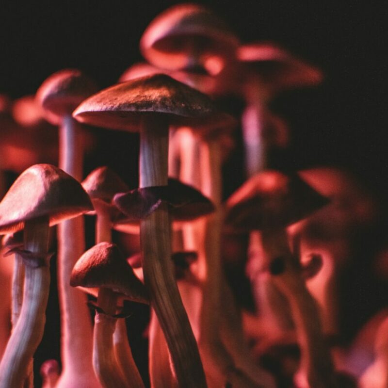 Shrooms Canada | Magic Mushroom Toronto Canada