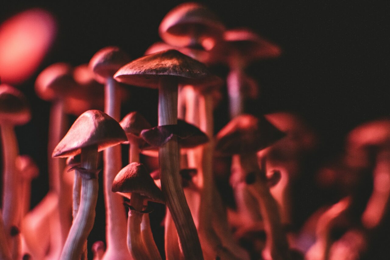 Here’s How I Successfully Purchased Psychedelics Online and Dodged Fraudulent Schemes